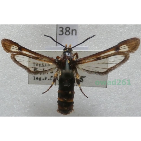Pennisetia hylaeiformis (Laspeyres, 1801) Czech38n